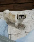 1-3 Month Male Purebred Shih Tzu Puppy - 3