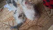 Female Mixed Breed Persian Kitten - 1-3 Months - 1