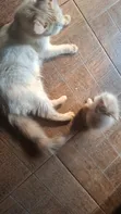 Female Mixed Breed Persian Kitten - 1-3 Months - 2