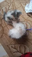 Female Mixed Breed Persian Kitten - 1-3 Months - 3