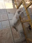Female Mixed Breed Persian Kitten - 1-3 Months - 4