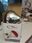Chicken House Heating Bulb - 1