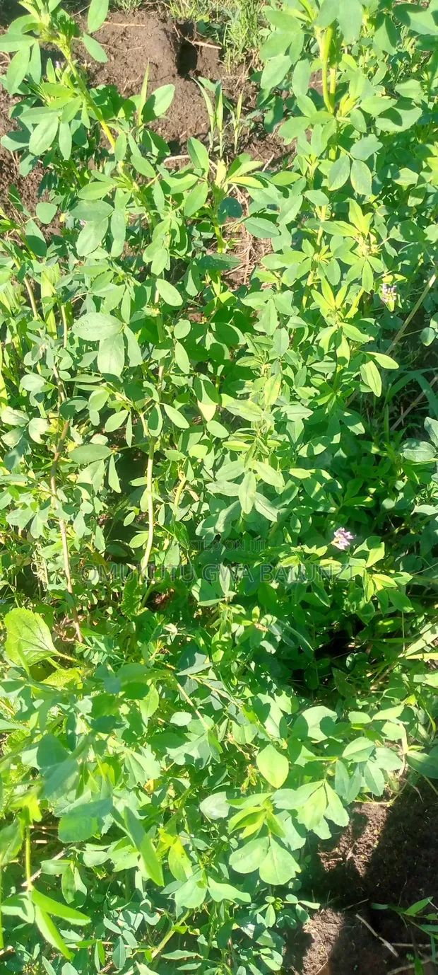 Premium Certified Alfalfa Seeds - 1
