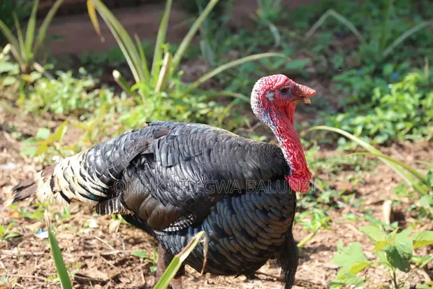 Giant Live Turkeys for Sale - 1