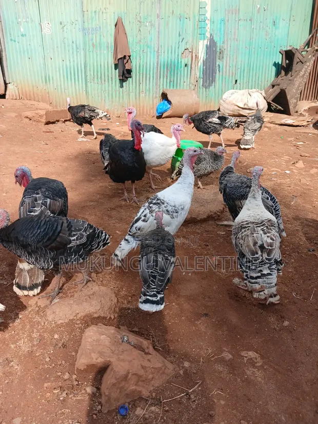 Turkeys Available for Sale - 1