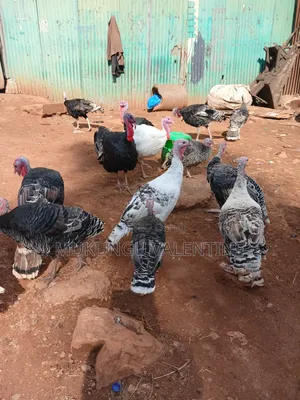 Turkeys Available for Sale