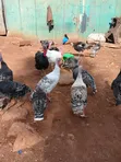 Turkeys Available for Sale - 2