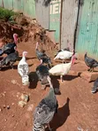 Turkeys Available for Sale - 3