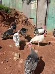 Turkeys Available for Sale - 4