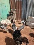 Turkeys Available for Sale - 5