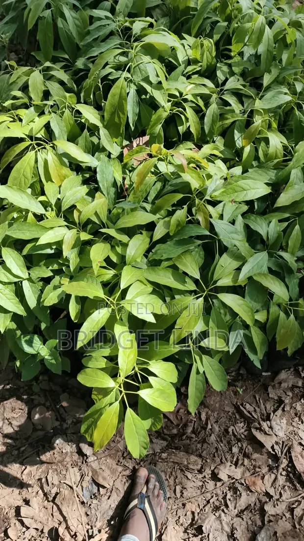 Coffee Seedlings - 1