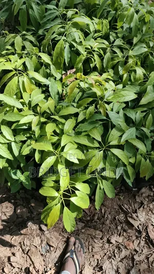 Coffee Seedlings