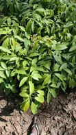 Coffee Seedlings - 1