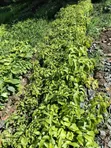 Coffee Seedlings - 2
