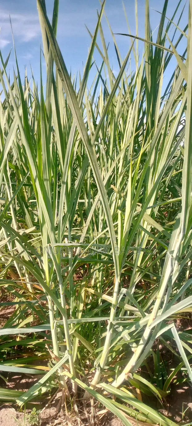 Super Napier Pakchongo Grass Cuttings - 1