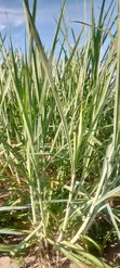 Super Napier Pakchongo Grass Cuttings - 1