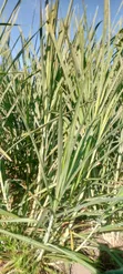 Super Napier Pakchongo Grass Cuttings - 2