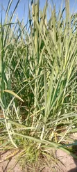 Super Napier Pakchongo Grass Cuttings - 3