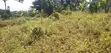 Land for Sale in Matugga, 50x40ft, UGX 11 Million - 2