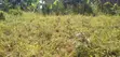 Land for Sale in Matugga, 50x40ft, UGX 11 Million - 3