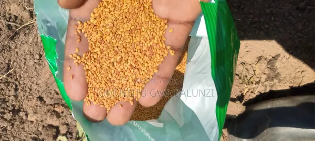 Sugar Graze Seeds Available - 1