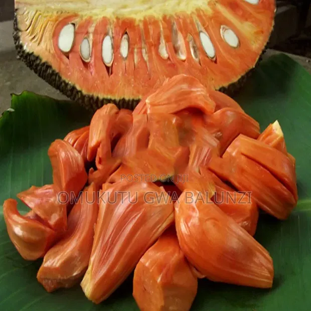 Red Jackfruit Seedlings - 1