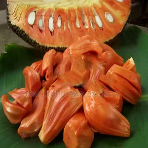Red Jackfruit Seedlings