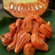 Red Jackfruit Seedlings - 1