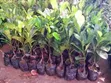 Red Jackfruit Seedlings - 2
