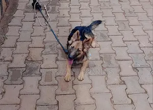 3-6 Month Male Purebred German Shepherd Puppy