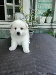 Female Japanese Spitz Puppy (1-3 Months) - 1