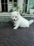 Female Japanese Spitz Puppy (1-3 Months) - 2