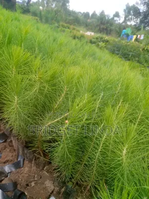 Pine Seedlings