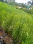 Pine Seedlings - 1