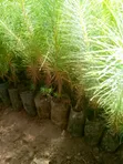 Pine Seedlings - 2