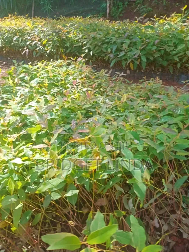 Callyptus Seedlings (GU7 & GC) - 1
