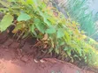 Callyptus Seedlings (GU7 & GC) - 2
