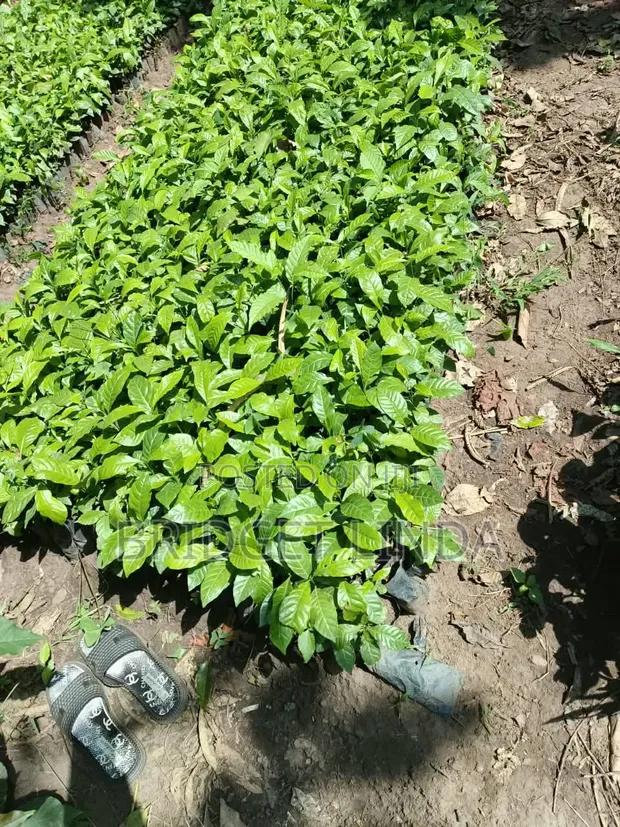 Quality Robusta Coffee Seedlings - 1