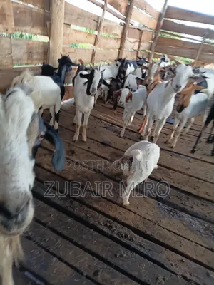 Goats for Sale