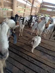 Goats for Sale - 1