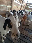 Goats for Sale - 2