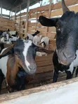 Goats for Sale - 3