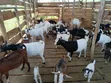 Goats for Sale - 4