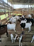 Goats for Sale - 5