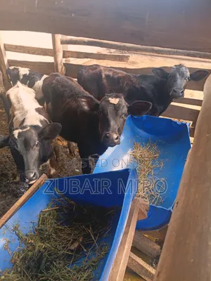 Cows for Sale