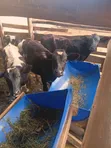 Cows for Sale - 1