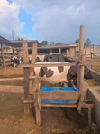 Cows for Sale - 2