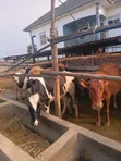 Cows for Sale - 3