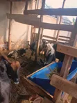Cows for Sale - 4