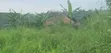 50x40 Ft Plot for Sale in Matugga Buwambo - 4